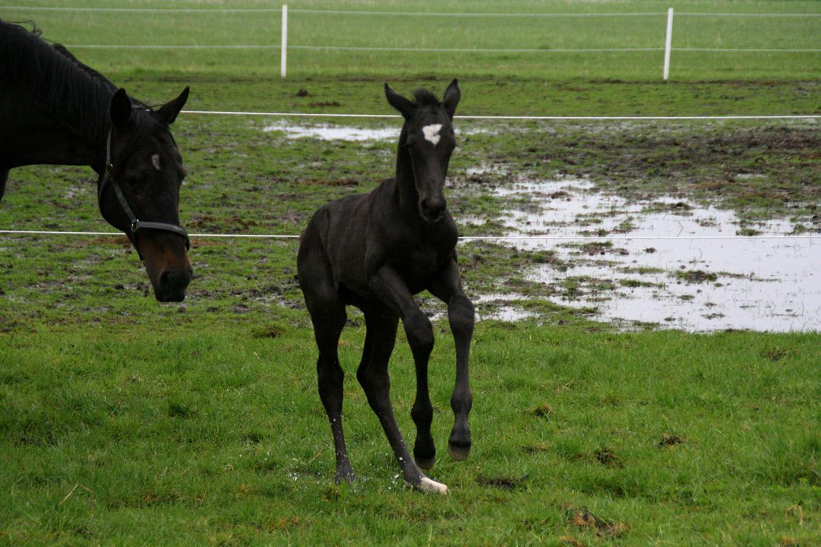 Trakehner Japix Pride K3 billede 17