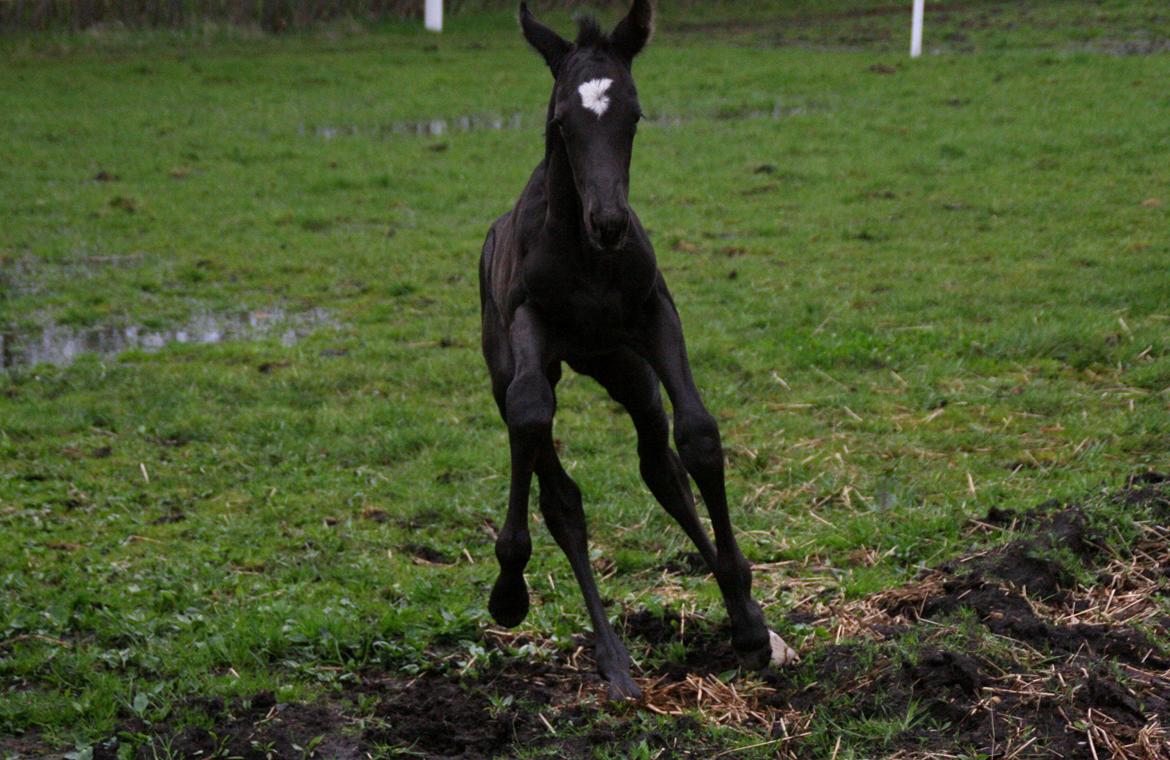 Trakehner Japix Pride K3 billede 18