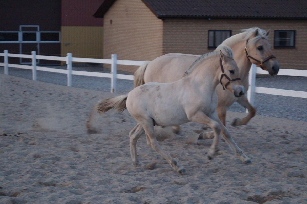 Fjordhest Højgaards Milo - 9/7 2013 billede 21