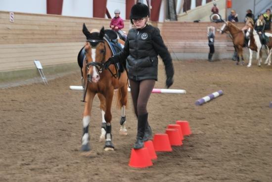 Arabisk fuldblod (OX) A/G'S Potaro billede 8