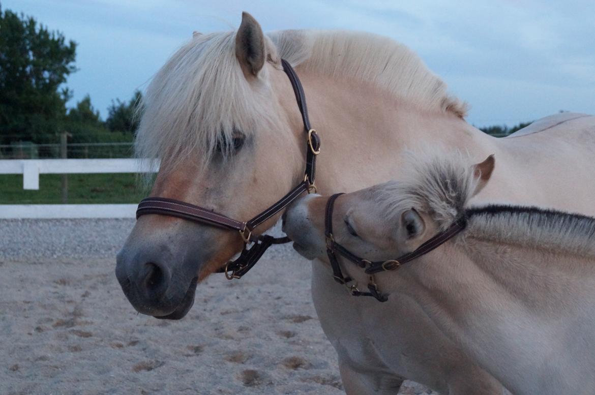 Fjordhest Højgaards Milo - 9/7 2013 billede 22
