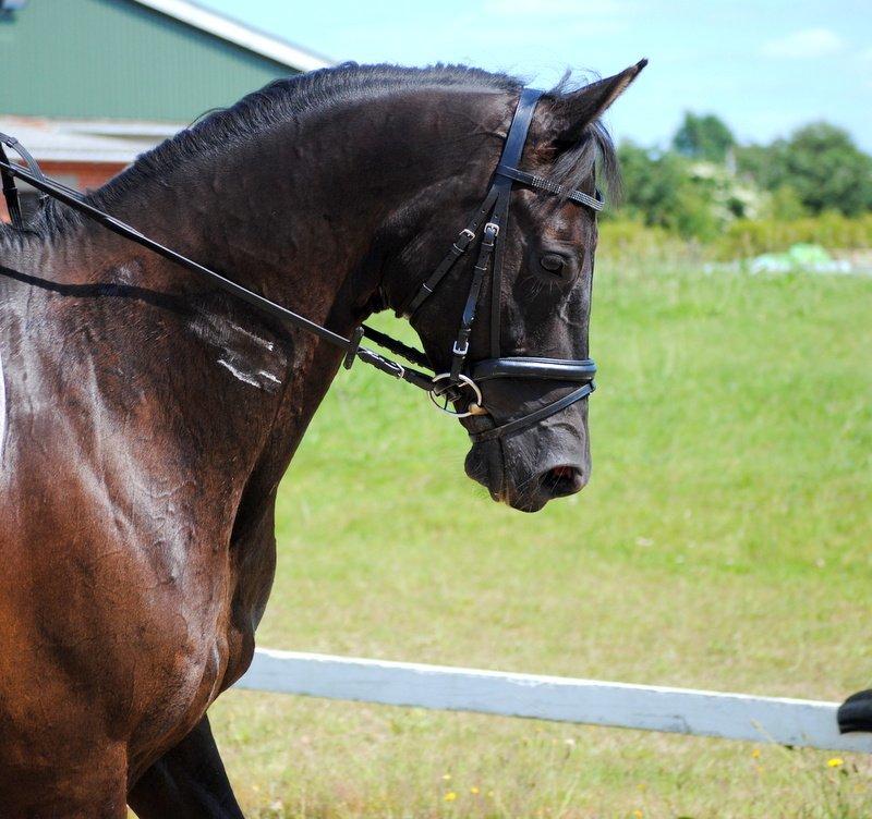 Trakehner V-Power Horsebo - Utrolig smukt hoved!  billede 2