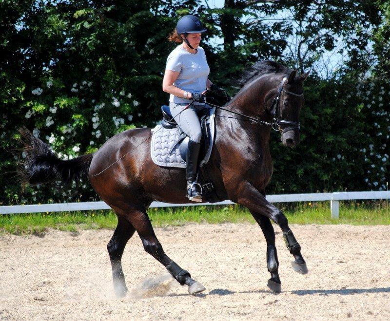 Trakehner V-Power Horsebo - Changement. billede 15