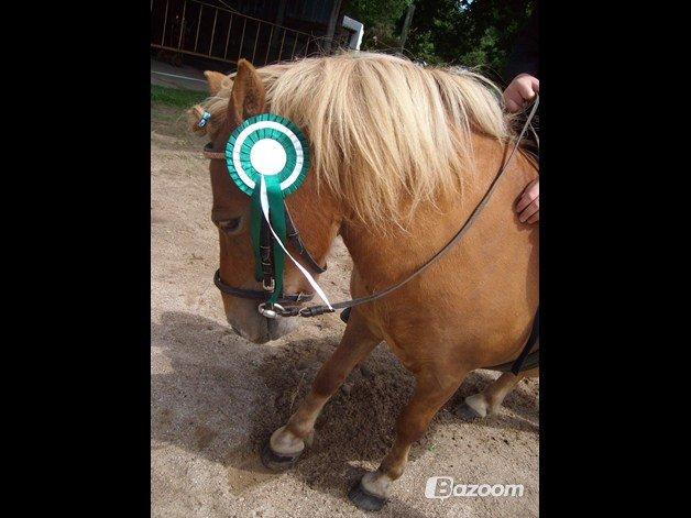 Shetlænder Langesminde's Peter - sjovt du kiggede forbi! <3 billede 1