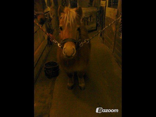 Shetlænder Langesminde's Peter - Pjuske-Drengen<3 billede 2