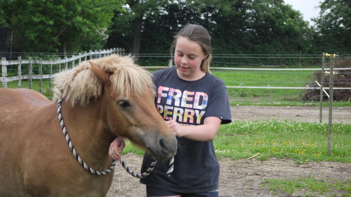 Shetlænder Langesminde's Peter - Lidt af vores horsemanship vi snart starter <3 billede 3