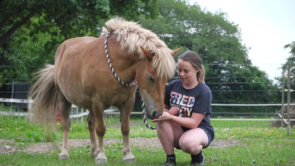 Shetlænder Langesminde's Peter - LOVE YOU ! <33 billede 4