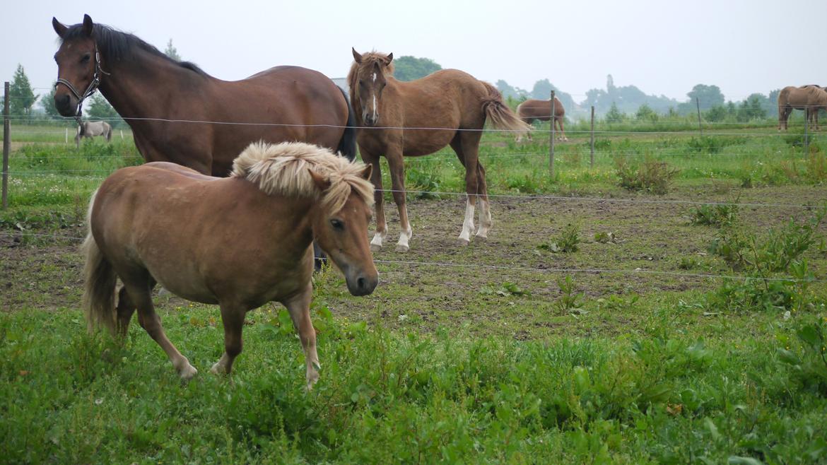 Shetlænder Langesminde's Peter - bassen på folden, med LULU & Følle billede 5