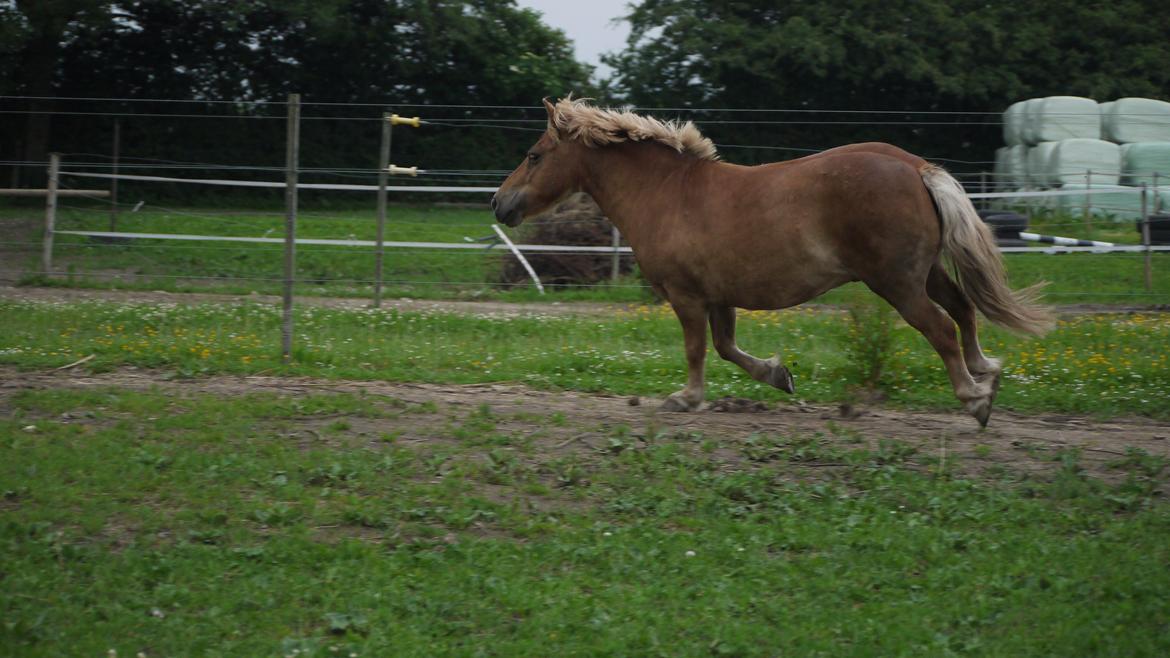 Shetlænder Langesminde's Peter - GALOOOOOP!! <3 billede 6
