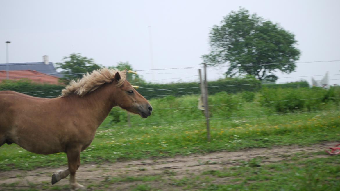 Shetlænder Langesminde's Peter billede 7