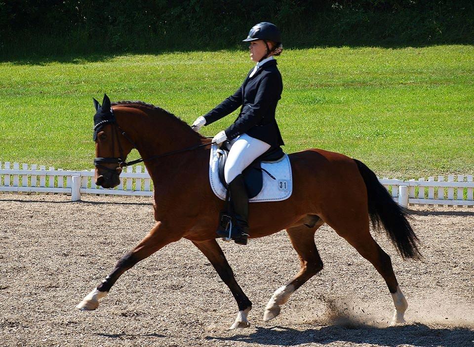 Anden særlig race Bram B-Pony billede 2