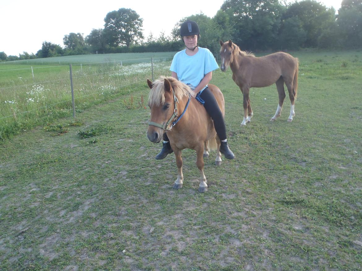 Shetlænder Langesminde's Peter - Uden sadel og hovedtøj <3 billede 9