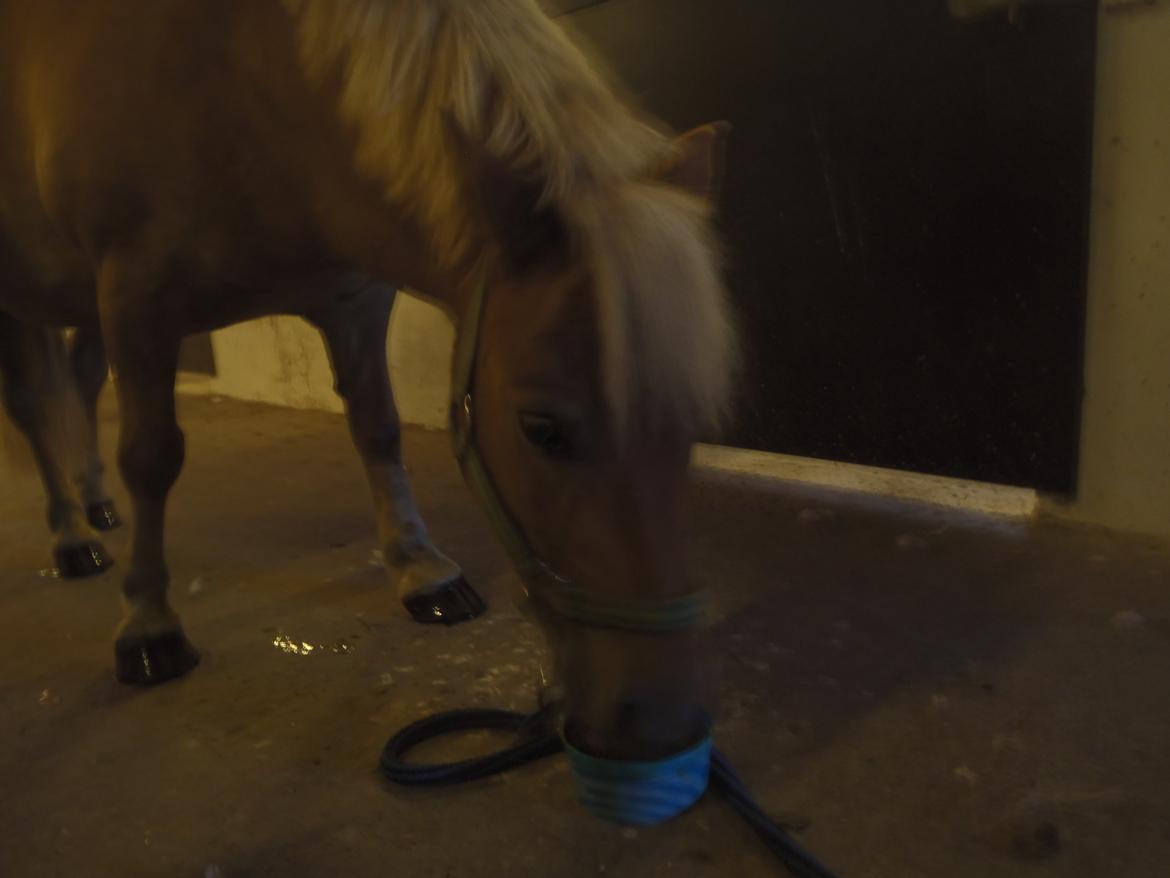 Shetlænder Langesminde's Peter - Mint hestelakrids :3 billede 10