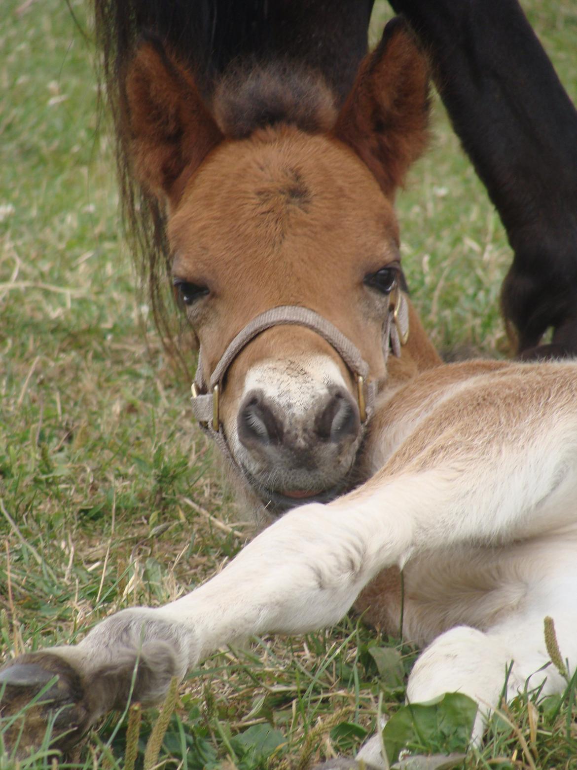 Islænder Djass fra Østervang - Djass præcis en uge gammel  billede 7