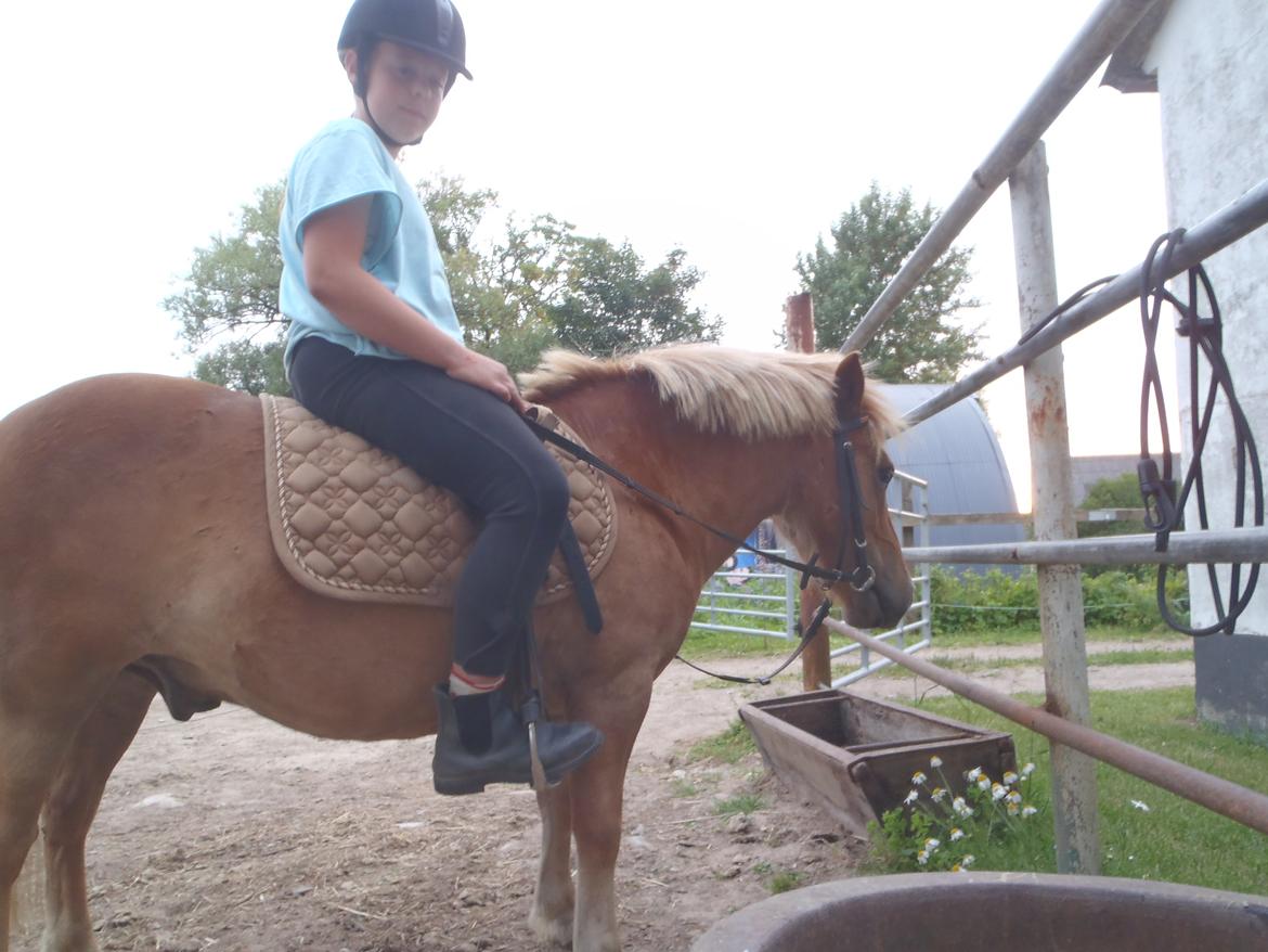 Shetlænder Langesminde's Peter - Rider den søde basse<3 billede 11