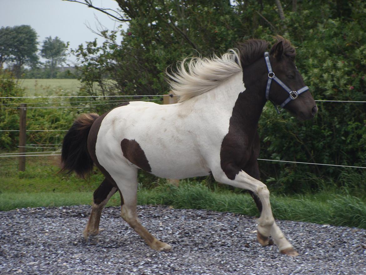 Islænder Hetta fra Stårup billede 3