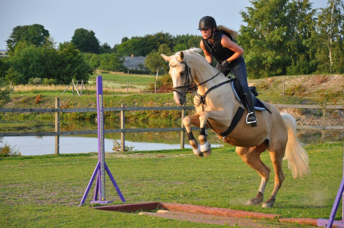 Palomino Solheim's Ramina - RDH Hoppe - Ramina til springtræning. billede 10