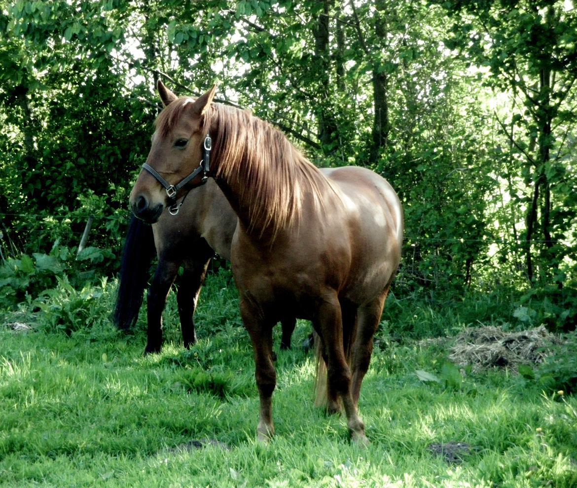 Anden særlig race Luna Eclipse billede 9