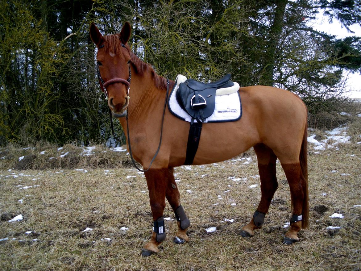 Anden særlig race Luna Eclipse billede 18