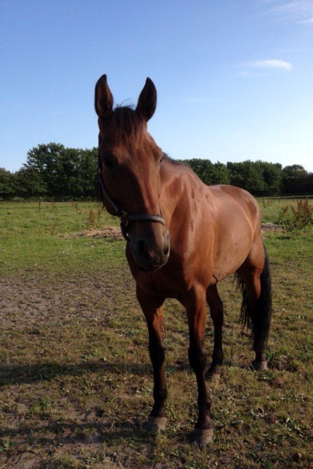 Traver O. Jensen billede 6