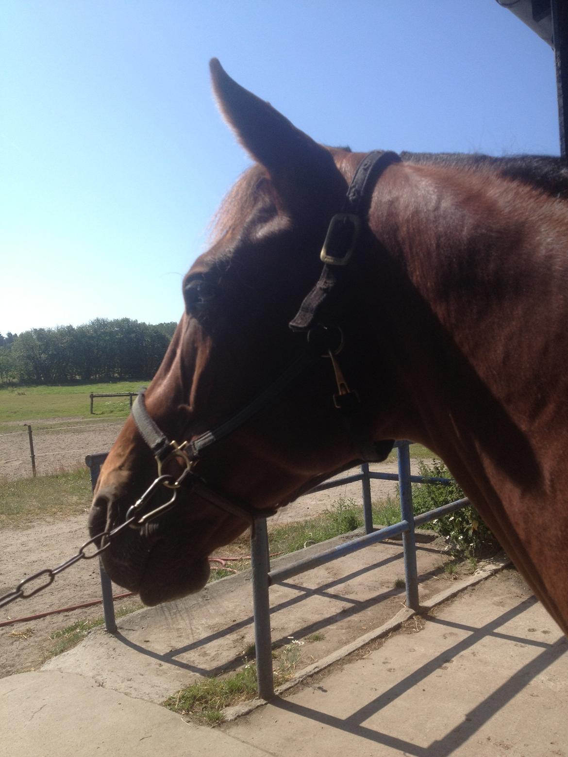 Traver O. Jensen billede 8