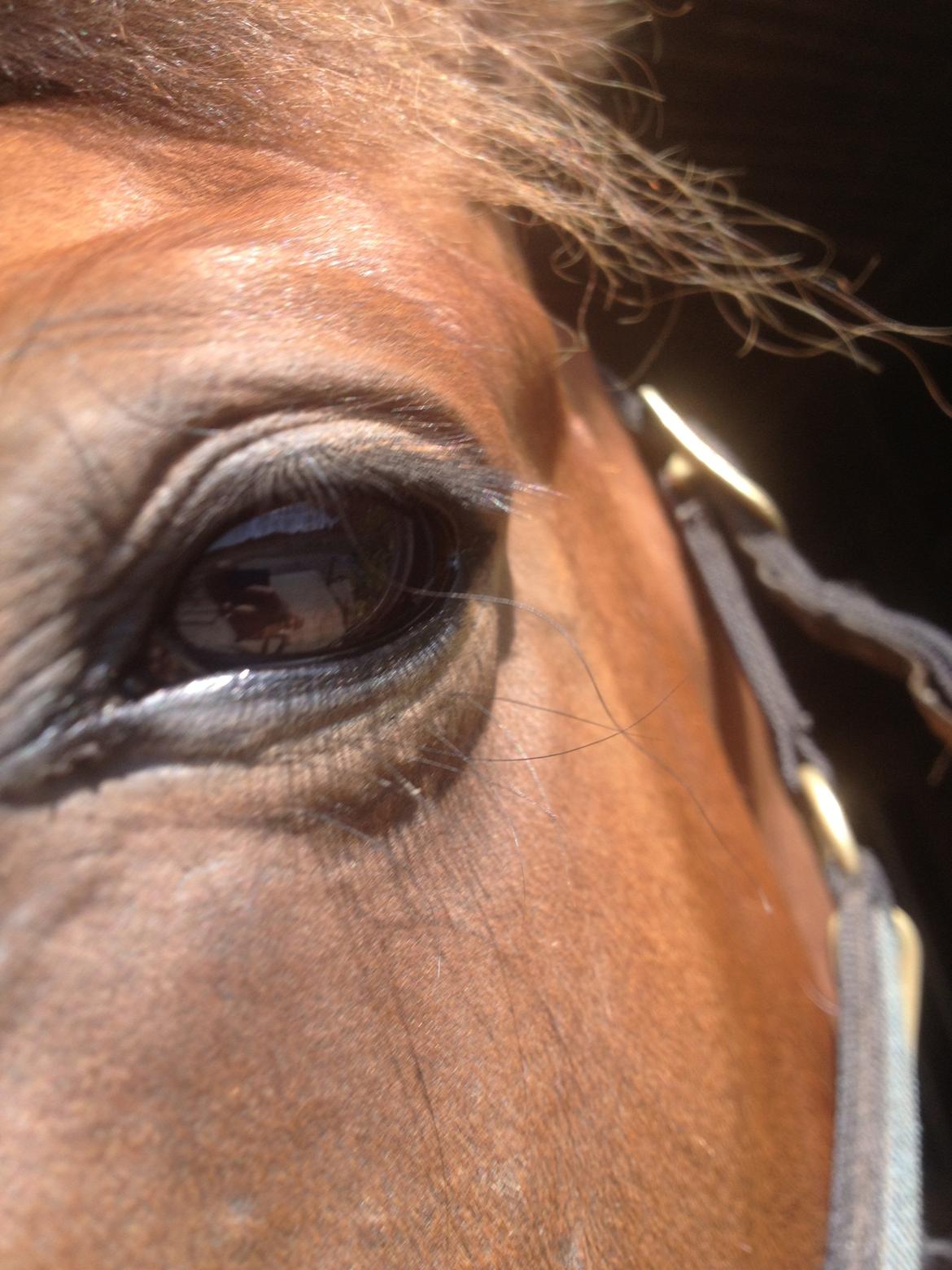 Traver O. Jensen billede 10