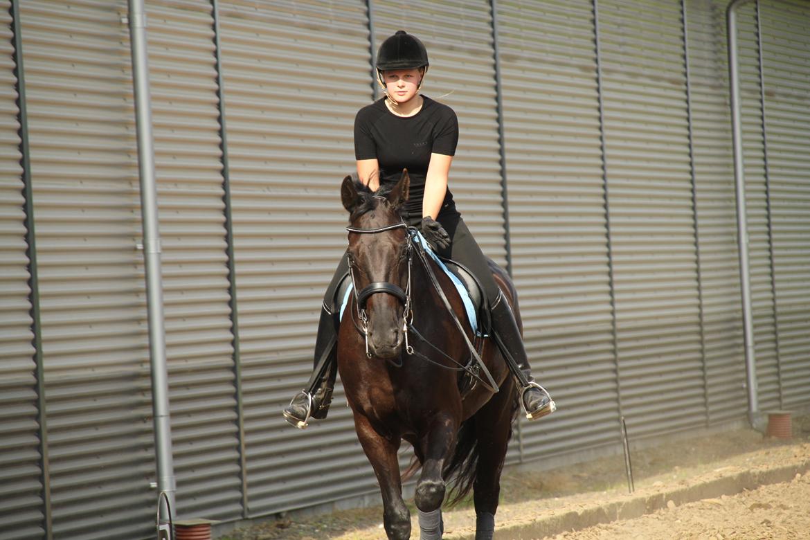 Hannoveraner HUMBOLDT billede 7