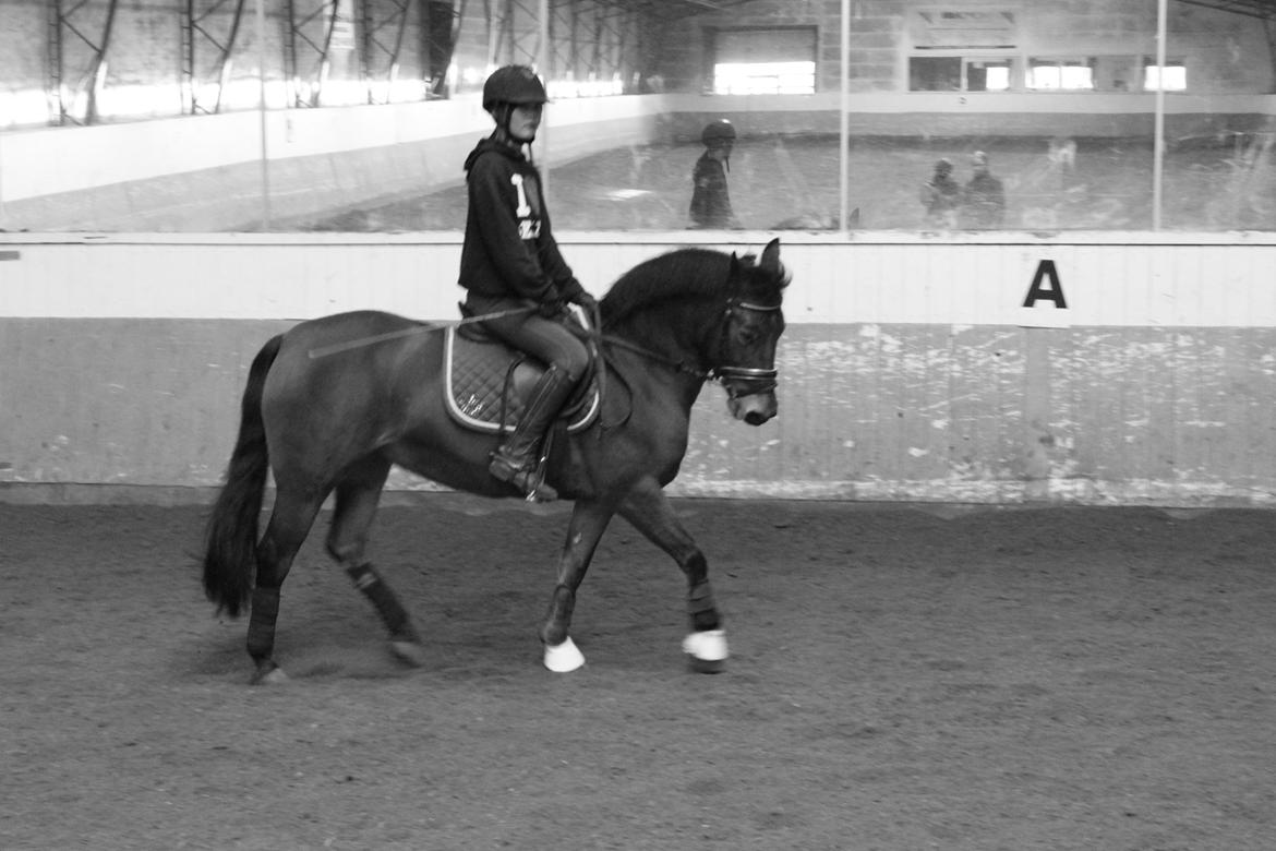 Anden særlig race Minnie - poooony! <3 
-taget af Astrid Dittmer<3 billede 4