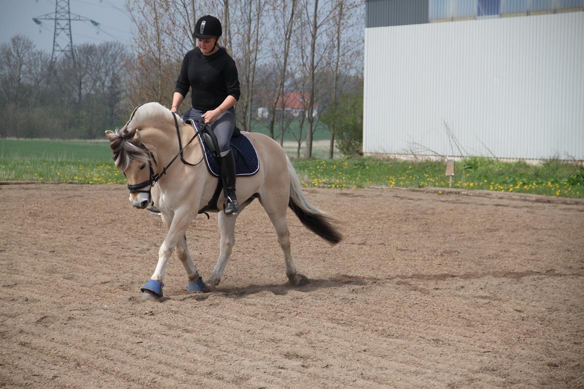Fjordhest Milos Klattrup <3 #Dressur stjernen# - Dressur Juni 2013 billede 20