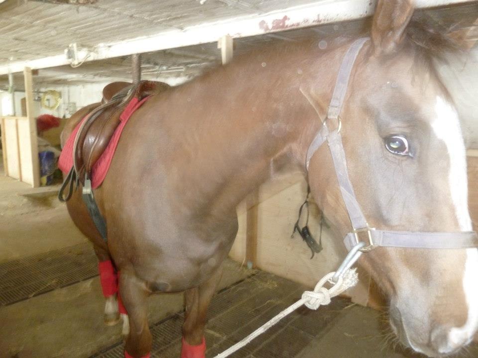 Anden særlig race Ronja. (Mulddyret <3) billede 17
