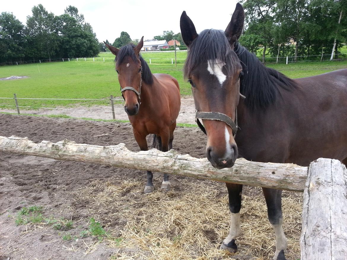Anden særlig race sakira billede 3