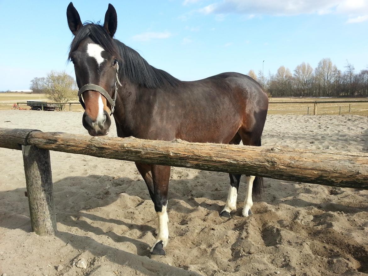 Anden særlig race sakira billede 4