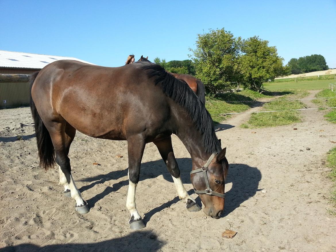Anden særlig race sakira billede 6