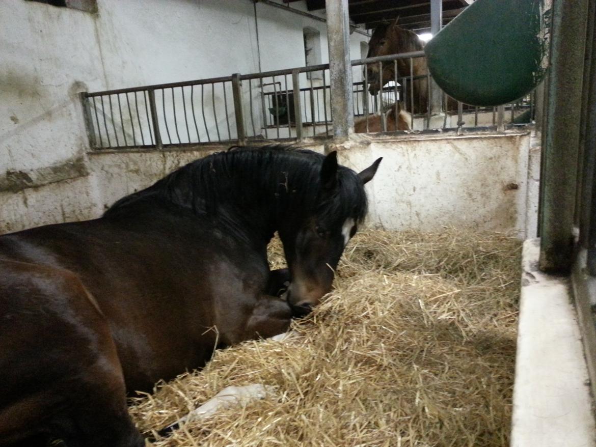 Anden særlig race sakira billede 7