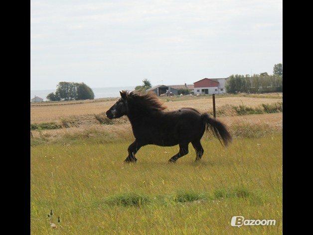 Shetlænder Nordhuset's Laban Small<3 #Min bedste ven# - her ser i en FRI hest<3 billede 27