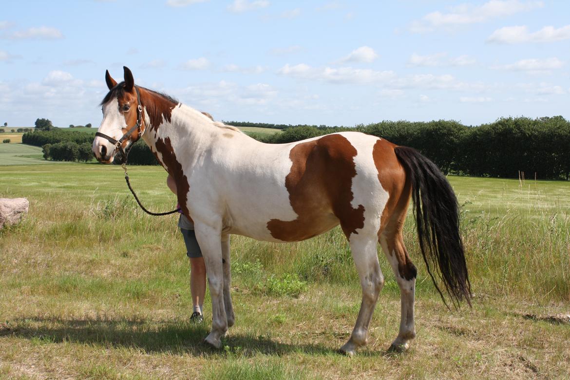 Pinto Painted Destiny - Tøsen 11 år. billede 20