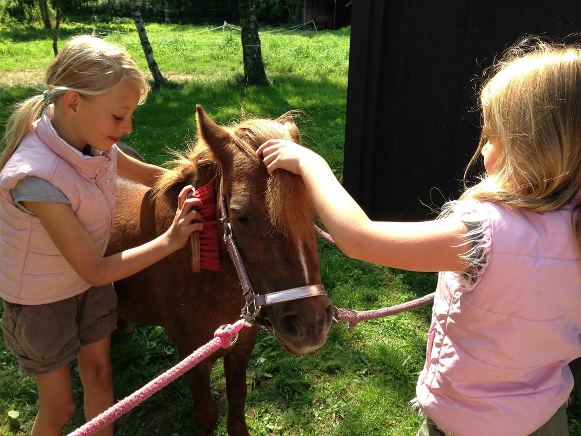 Shetlænder Totte billede 18