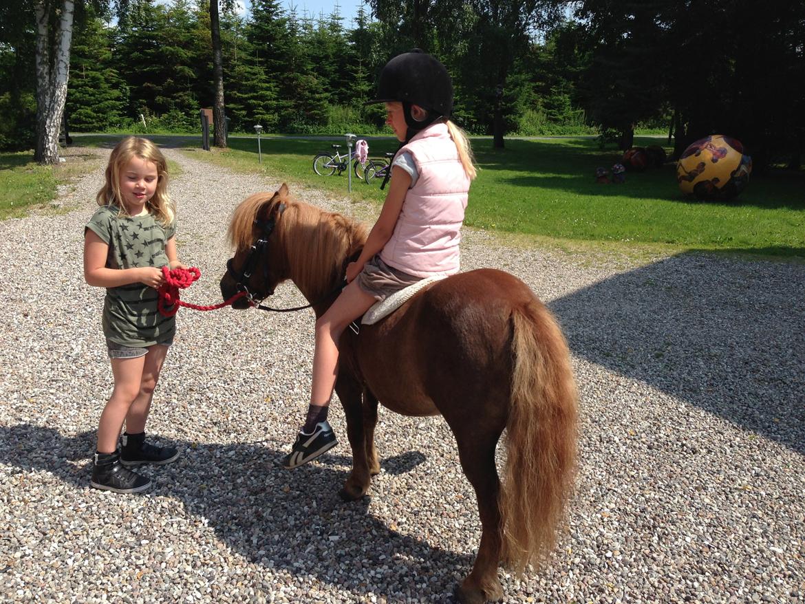 Shetlænder Totte billede 19