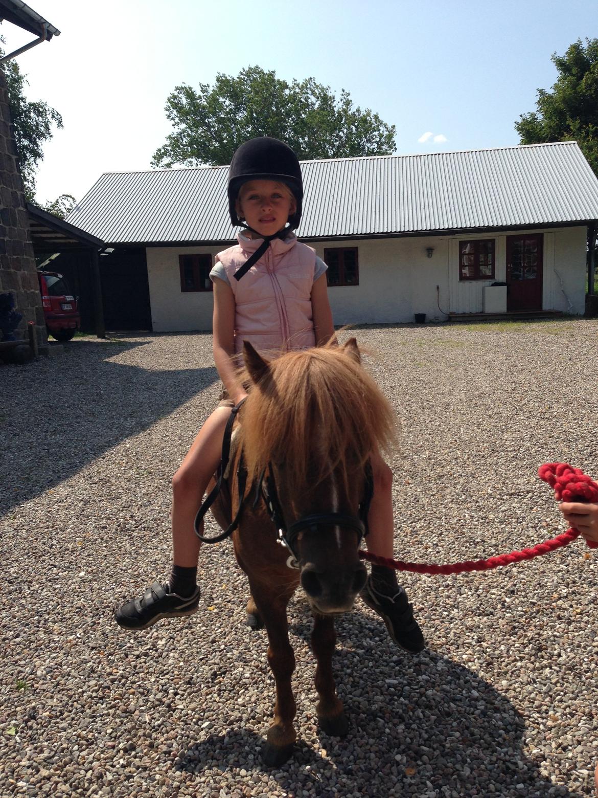 Shetlænder Totte billede 20