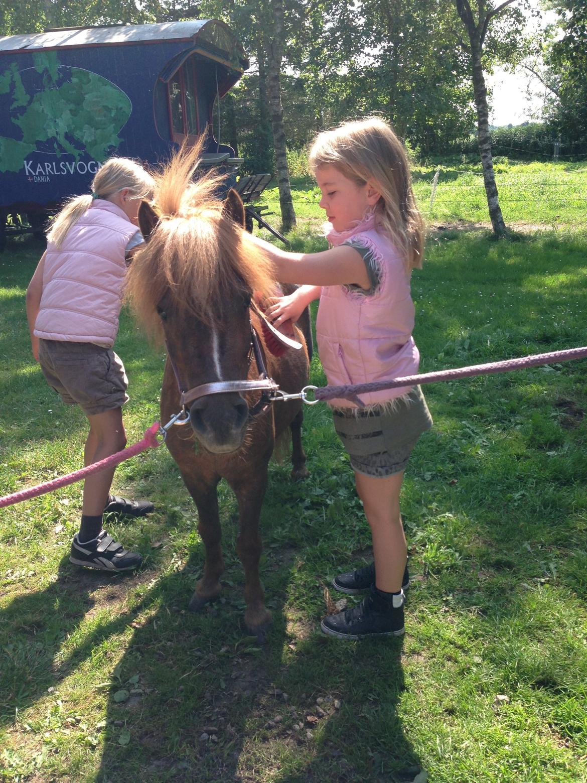 Shetlænder Totte billede 21