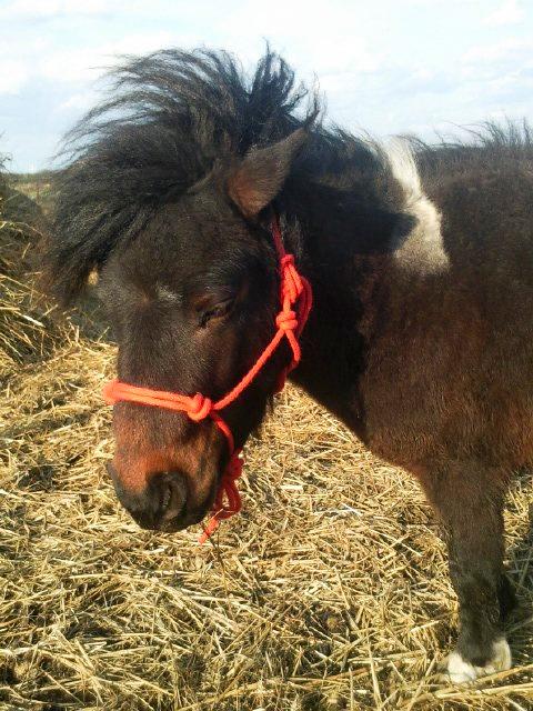 Shetlænder † Aladar DeCoyit † - 2. april, 2010 - Vi prøver bassen nye og særbestilte rebgrime på. :) billede 15