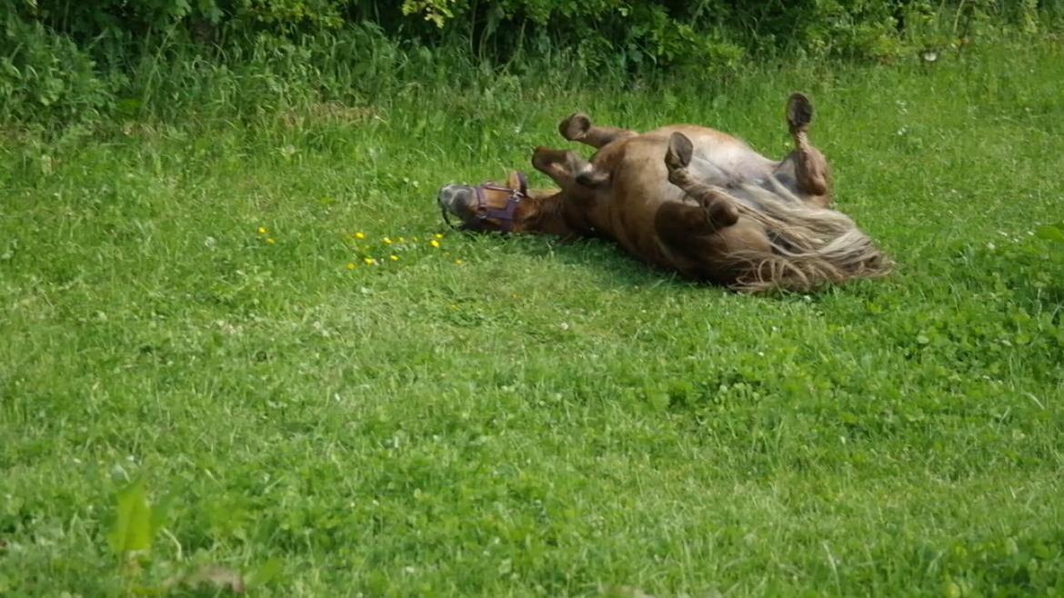Shetlænder Karla |My Love|<3 billede 13