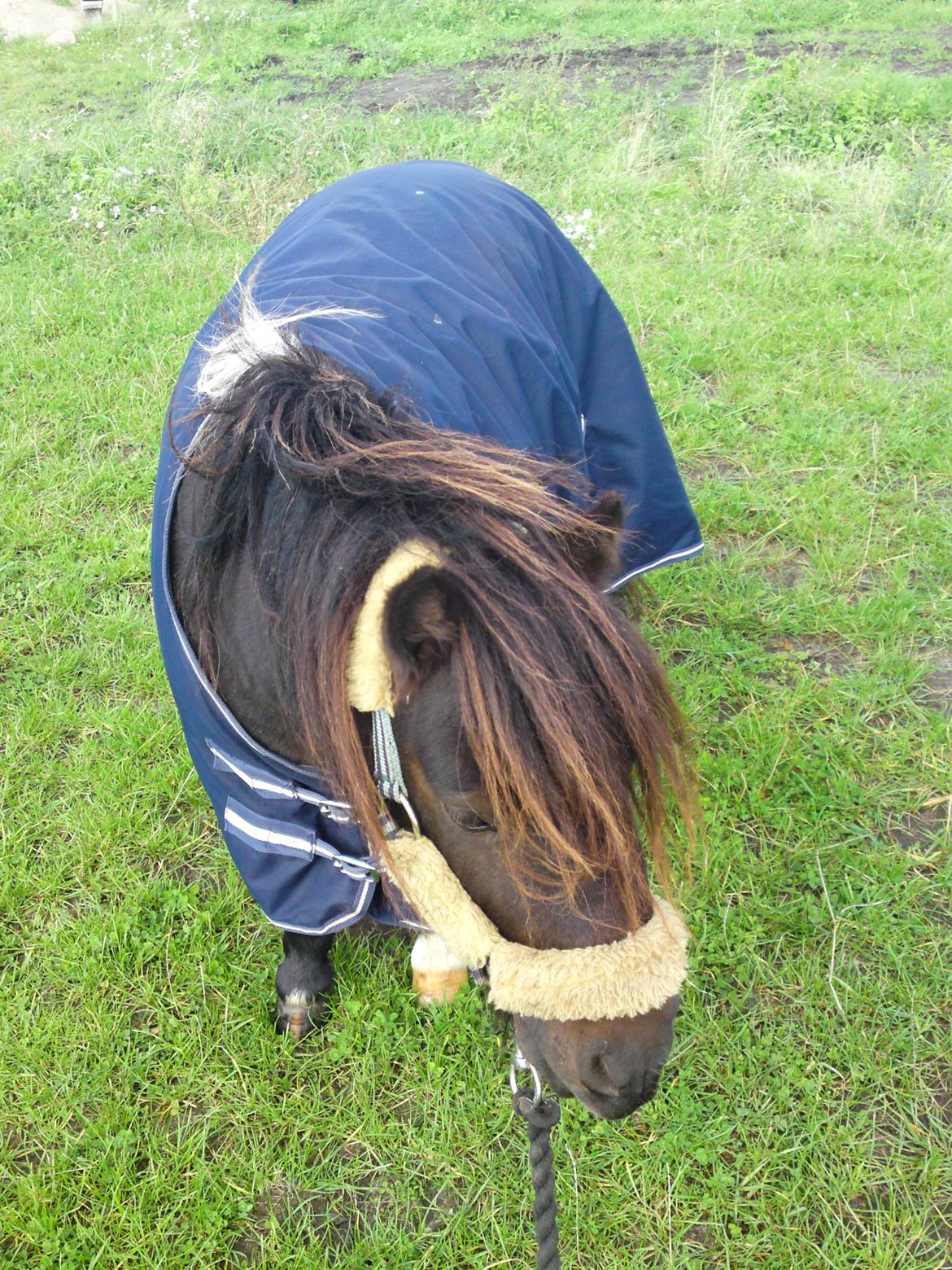 Shetlænder † Aladar DeCoyit † - 16. september, 2010 - Regndæknet passer, men vi venter lidt endnu og holder det af på en fin solskinsdag. :) billede 9