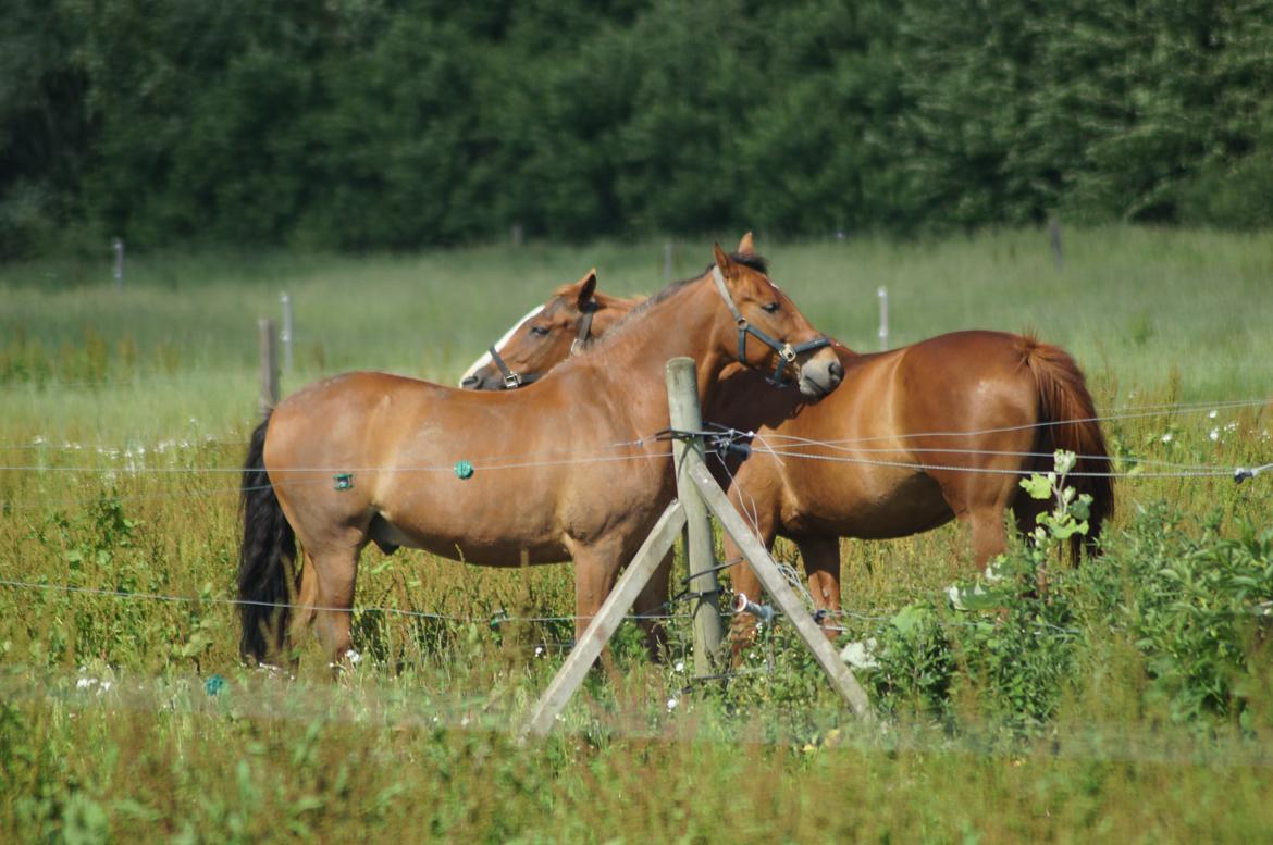 Anden særlig race Amazing Star - My Star <3 billede 18