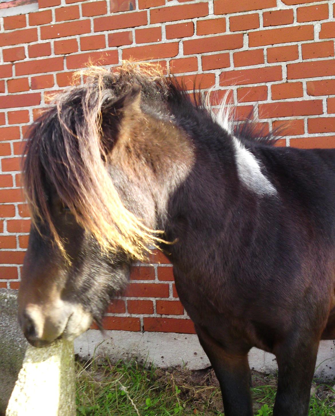 Shetlænder † Aladar DeCoyit † - 21. september, 2010 - Muren for ikke for lidt røv da! :D Det giver træng til at nuller noget med mulen.. billede 16