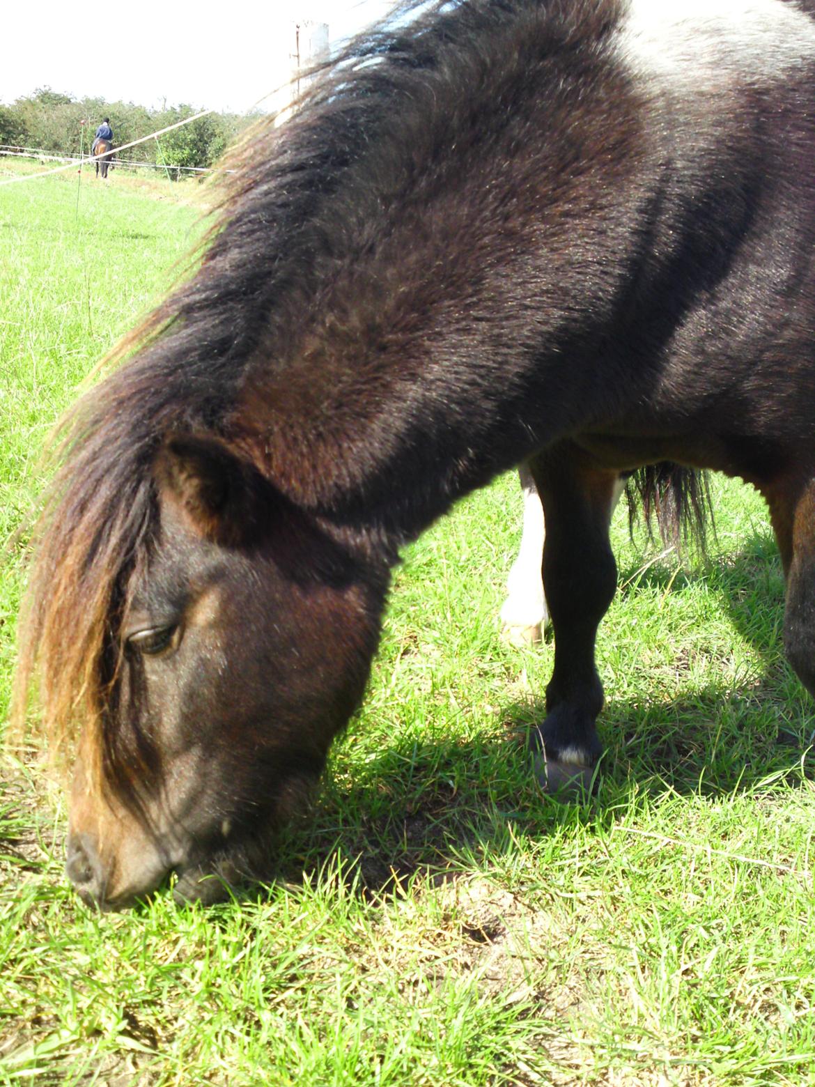 Shetlænder † Aladar DeCoyit † - 21. september, 2010 - Den lille dreng er godt igen med vinterpelsen..! ;) billede 10