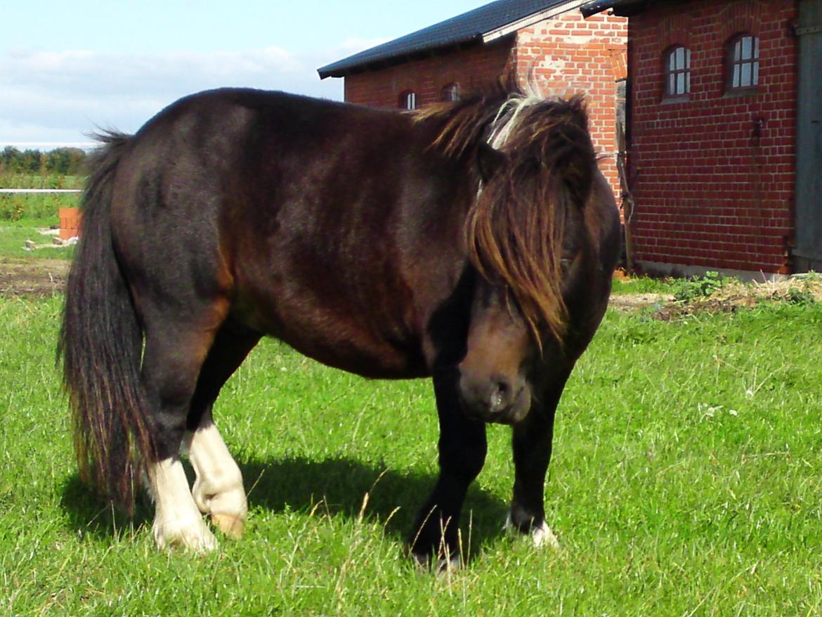 Shetlænder † Aladar DeCoyit † - 21. september, 2010 - Smukke <3 billede 5