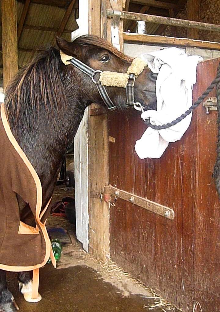 Shetlænder † Aladar DeCoyit † - 13. september, 2010 - Bandit! :p billede 17