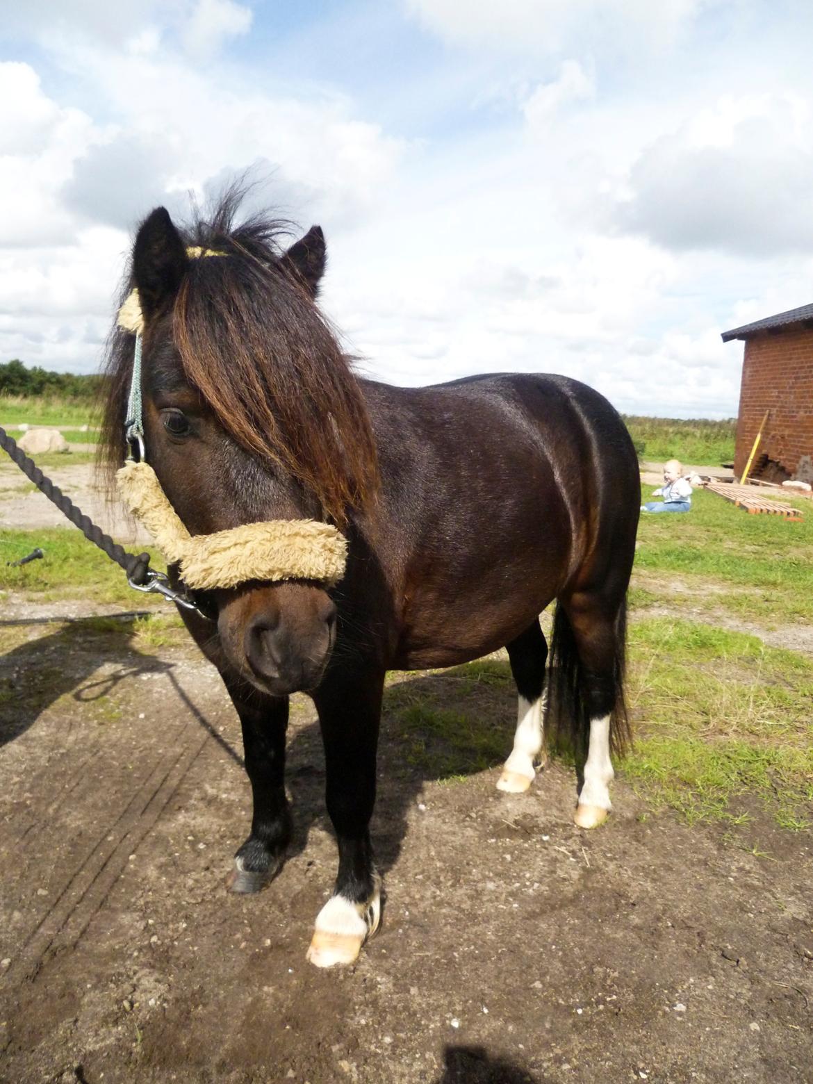 Shetlænder † Aladar DeCoyit † - 13. september, 2010 - En renvasket og lækker bamse! <3 billede 18