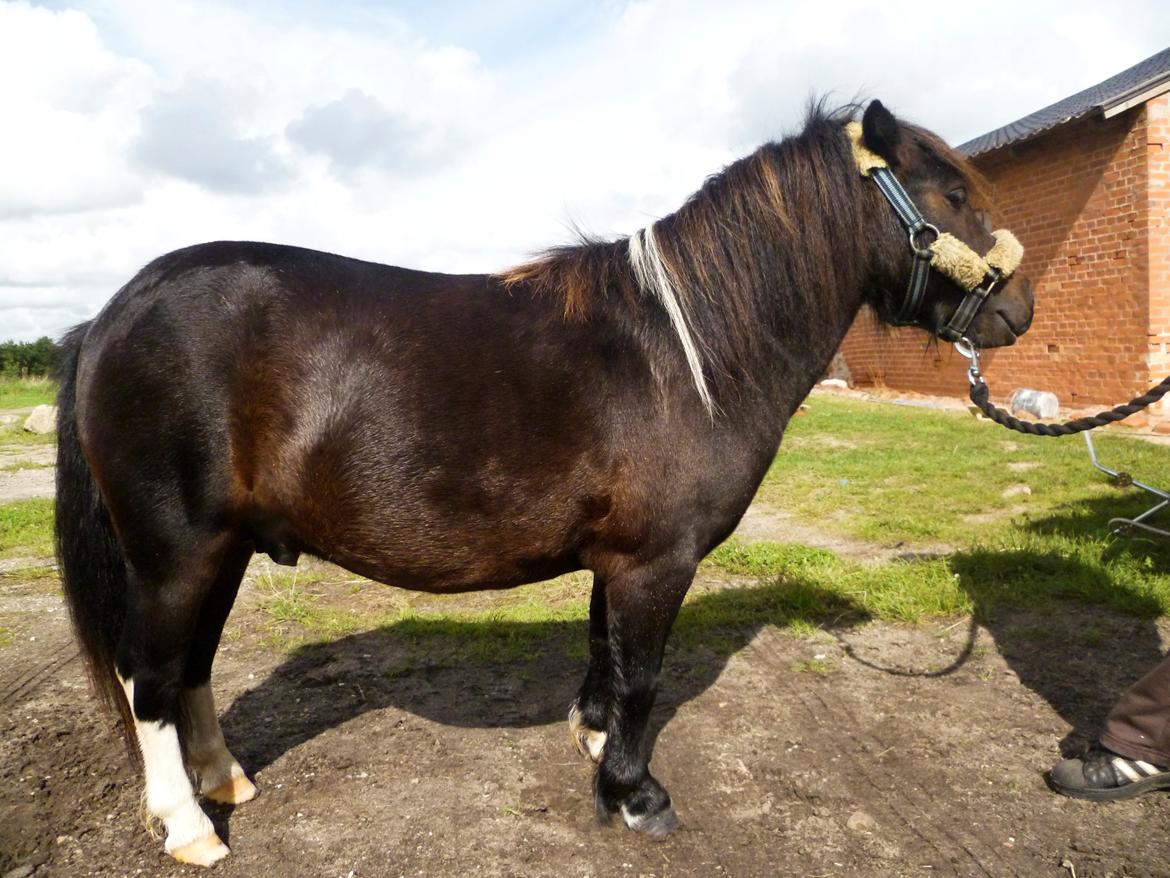 Shetlænder † Aladar DeCoyit † - 13. september, 2010 - Så fin efter et bad! ;) billede 7